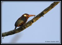 White-eared Jacamar - Galbalcyrhynchus leucotis