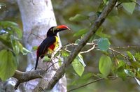 Fiery-billed Aracari - Pteroglossus frantzii