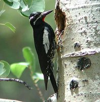 Williamson's Sapsucker - Sphyrapicus thyroideus