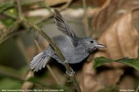 Unicolored Antwren - Myrmotherula unicolor