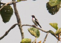 Purple-throated Cotinga - Porphyrolaema porphyrolaema