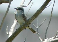 Gray Kingbird - Tyrannus dominicensis