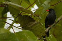 Black Bulbul - Hypsipetes leucocephalus