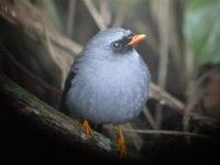 Black-faced Solitaire - Myadestes melanops