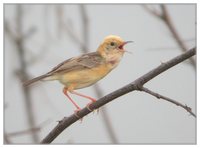 Golden-headed Cisticola - Cisticola exilis