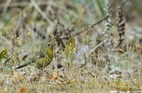 White-browed Bush-Robin - Tarsiger indicus