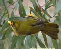 Bell Miner - Manorina melanophrys