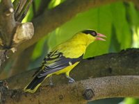 Black-naped Oriole - Oriolus chinensis