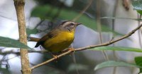 Golden-crowned Warbler - Basileuterus culicivorus