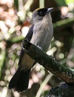 Black-goggled Tanager - Trichothraupis melanops