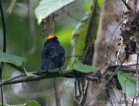 Tawny-crested Tanager - Tachyphonus delatrii