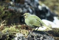 Gough Island Finch - Rowettia goughensis