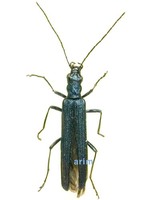 흑청색하늘소붙이 - Oedemera concolor