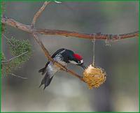 Acorn Woodpecker