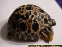 Radiated Tortoise, Geochelone radiata