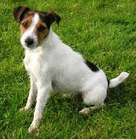 Jack Russell Terrier