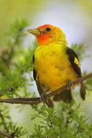 Western Tanager