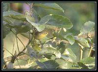 Yellow Warbler