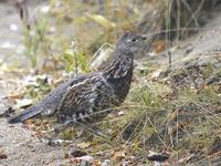 Ruffed Grouse