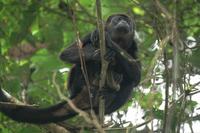 Mantled Howler Monkey. Photo by Barry Ulman. All rights reserved.