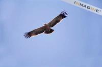 Tawny Eagle (Aquilla rapax) soaring in sky photo
