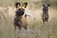 african wild dogs ( Lycaon pictus ) , Namibia , Africa stock photo