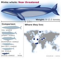 Minke whale