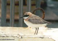 Greater Sand Plover Charadrius leschenaultii