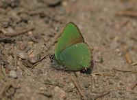 Hairstreak, Green