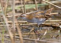 Baillon's crake C20D 02612.jpg