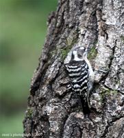 Japanese pygmy woodpecker