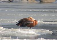 Ruddy Shelduck Tadoma ferruginea 황오리