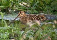 Common Snipe Gallinago gallinago 꺅도요