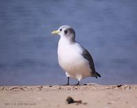 세가락갈매기 Black-Legged Kittiwake Larus tridactyla