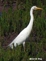 Intermediate Egret