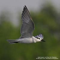 Whiskered Tern Chlidonias hybridus