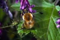 Brown-banded Carder Bee Bombus humilis