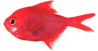 금눈돔 Beryx decadactylus Cuvier