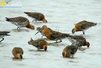 Fig. 1. Black-tailed Godwit : 흑꼬리도요