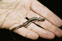 : Batrachoseps attenuatus; California Slender Salamander