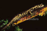 : Bolitoglossa alvaradoi; Alvarado's Salamander