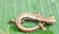 : Bolitoglossa helmrichi