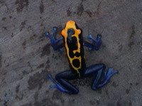 : Dendrobates tinctorius; Dyeing Poison Frog