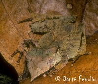 : Hemiphractus proboscideus; Sumaco Horned Treefrog