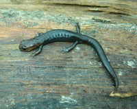 : Pseudoeurycea goebeli