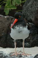 : Haematopus palliatus galapagensis; Galapagos American Oystercatcher