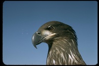 : Haliaeetus leucocephalus; Bald Eagle