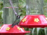 : Hylocharis leucotis; White-eared Hummingbird