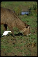 : Kobus ellipsiprymnus ssp. defassa; Defassa Waterbuck