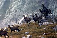 : Rupicapra rupicapra; Mountain Chamois